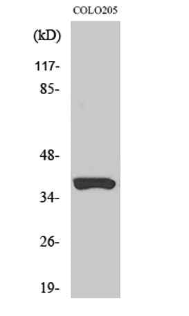 Olfactory receptor 52B2 rabbit pAb