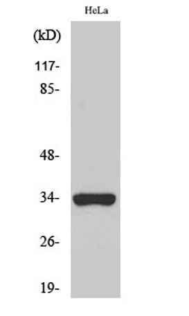 Olfactory receptor 52W1 rabbit pAb