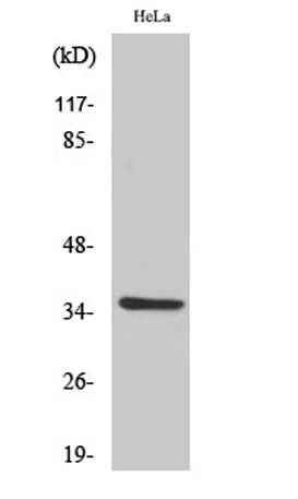 Olfactory receptor 6K2 rabbit pAb