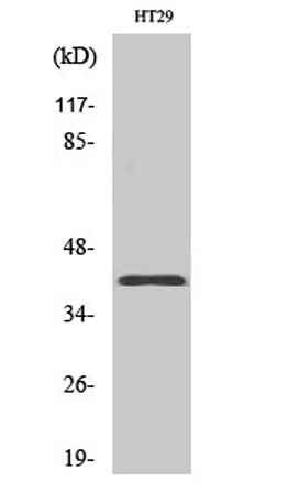 Olfactory receptor 8S1 rabbit pAb