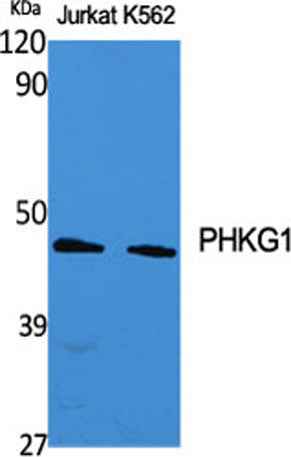 PHKG1 rabbit pAb