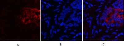 PI 3-kinase p85α/γ rabbit pAb
