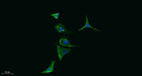PI-9 rabbit pAb