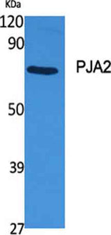 PJA2 rabbit pAb