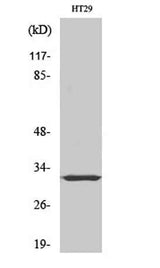 PMEPA1 rabbit pAb
