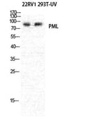 PML rabbit pAb