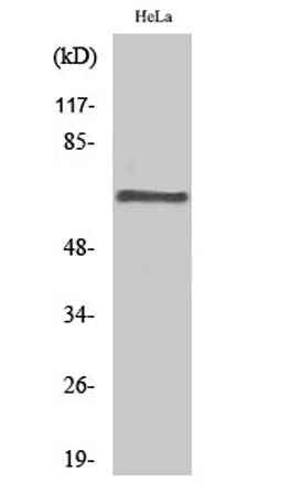 PP2A-Aβ rabbit pAb