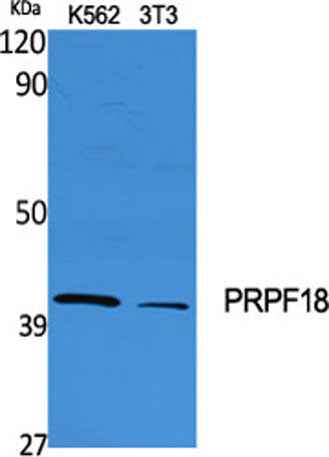 PRPF18 rabbit pAb