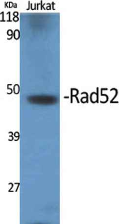 Rad52 rabbit pAb