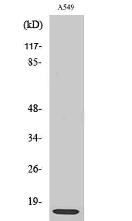 Ribosomal Protein L30 rabbit pAb