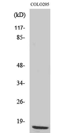 Ribosomal Protein L36 rabbit pAb