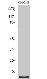 Ribosomal Protein L39 rabbit pAb 50µL/100µL