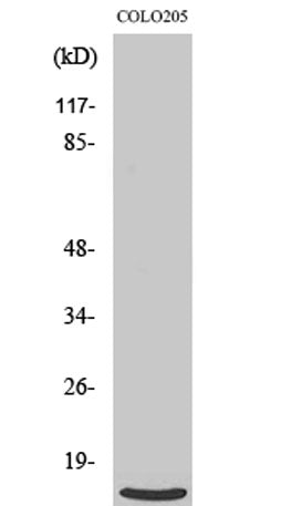 Ribosomal Protein L39 rabbit pAb 50µL/100µL