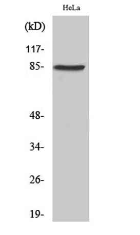 SgK288 rabbit pAb