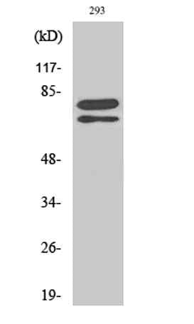 Splicing factor 1 rabbit pAb