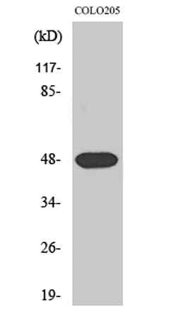 Synaptotagmin XI rabbit pAb