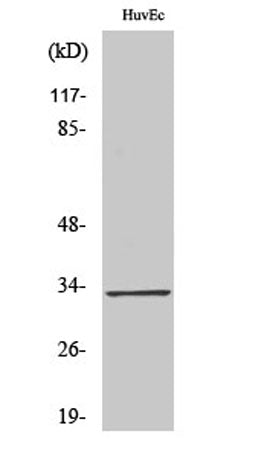 Tra-2α rabbit pAb 50µL/100µL