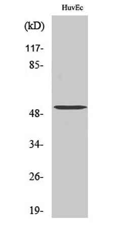 Tubulin α-3C/D/E rabbit pAb