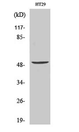 Vangl1 rabbit pAb