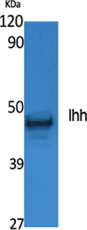 Ihh rabbit pAb 50µL/100µL