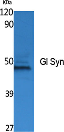 Gl Syn rabbit pAb 50µL/100µL