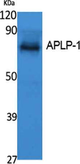 APLP-1 rabbit pAb