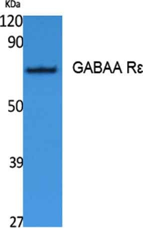 GABAA Rε rabbit pAb