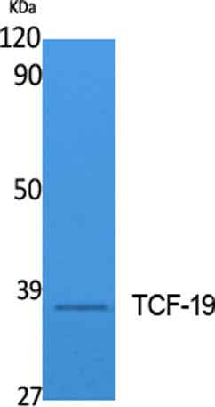 TCF-19 rabbit pAb