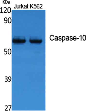 Caspase-10 rabbit pAb