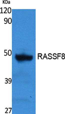 RASSF8 rabbit pAb 50µL/100µL