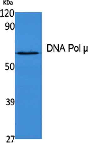 DNA Pol µ rabbit pAb