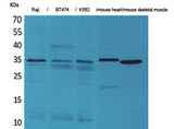 Claudin-17 rabbit pAb 50µL/100µL