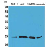 Eotaxin-3 rabbit pAb