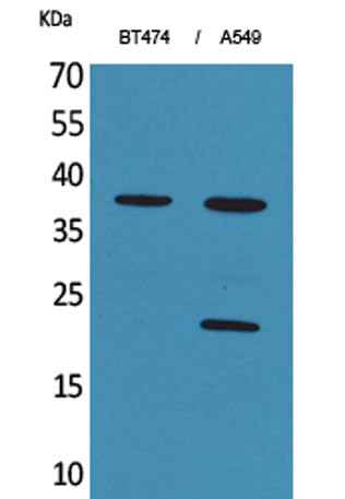 IFN-α1 rabbit pAb