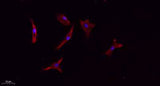 CD133 rabbit pAb