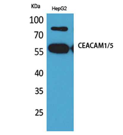 CEACAM1/5 rabbit pAb