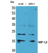 MIP-1β rabbit pAb