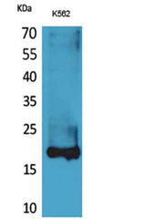 Lipocalin-1 rabbit pAb