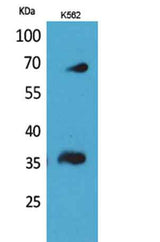 CD32-B/C rabbit pAb
