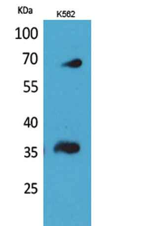 CD32-B/C rabbit pAb