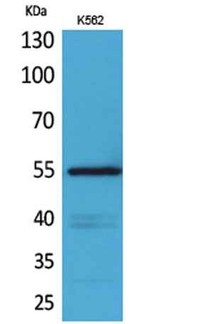 CD55 rabbit pAb