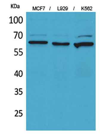 CD73 rabbit pAb
