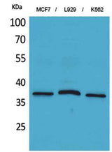 CD79b rabbit pAb