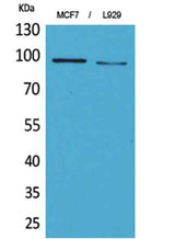 CD100 rabbit pAb