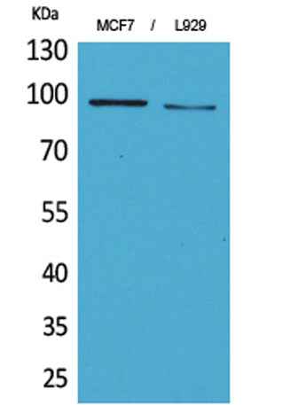 CD100 rabbit pAb