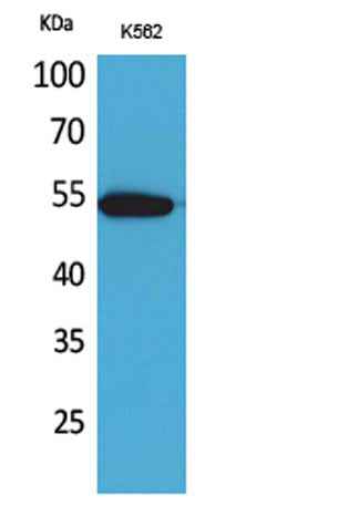 CD329 rabbit pAb