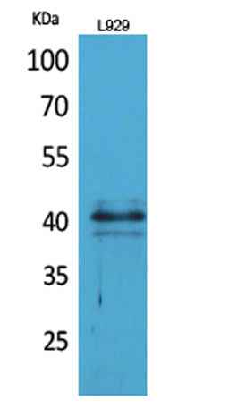 CKR-4 rabbit pAb