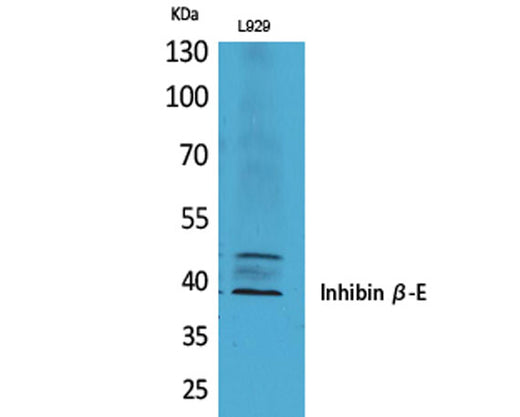 Inhibin β-E rabbit pAb 50µL/100µL