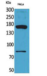 CD163b rabbit pAb