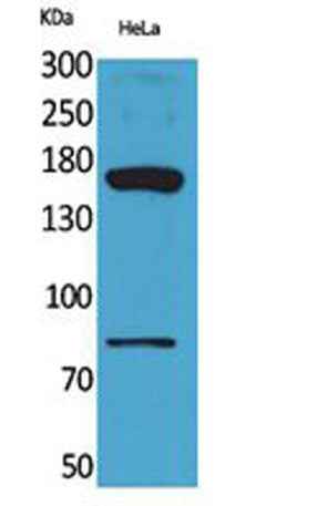 CD163b rabbit pAb